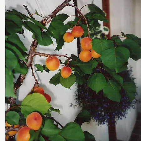 Apartamento Brigitta